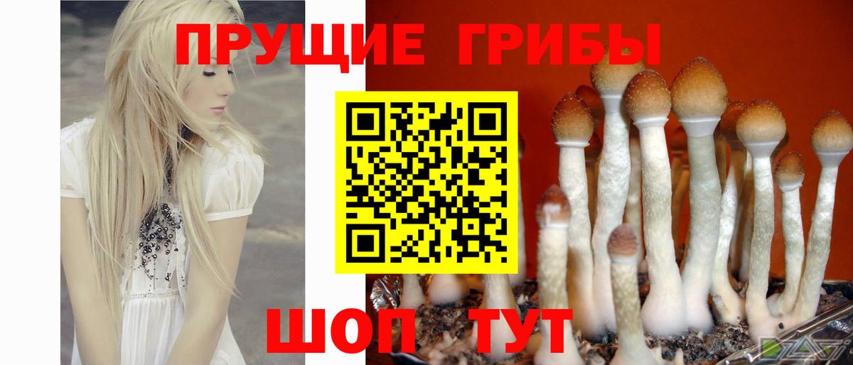 Псилоцибиновые грибы мицелий Свободный